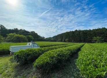 茶園の収穫・草取りのお手伝い