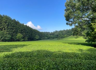 茶園の収穫のお手伝い