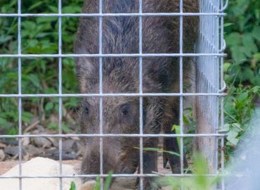 有害鳥獣駆除について