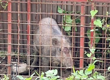 有害鳥獣駆除を見学しました